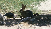 PICTURES/Rabbits/t_Bunny & Quail 2.JPG